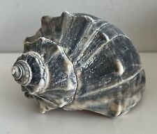 Knobbed whelk seashell for sale  Bound Brook