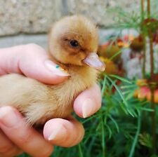 Call duck hatching for sale  SOUTHAMPTON