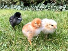 Küken marans araucana gebraucht kaufen  Ettenheim