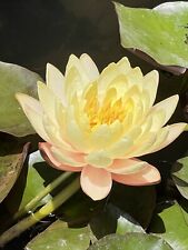 Lotus live plant for sale  Woodland Hills