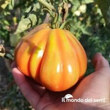 semi pomodoro bue usato  Porto Sant Elpidio
