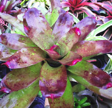 Bromeliad neoregelia caitlyn for sale  Miami