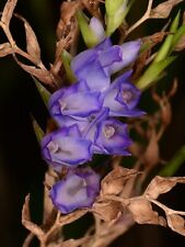 Orchid species appendicula for sale  Sacramento