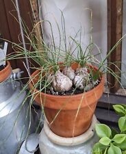 Albuca namaquensis humilis d'occasion  Cagnes-sur-Mer