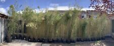 Bamboo plants plants. for sale  COVENTRY