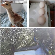 Indian Blue Peafowl, peacock/peahen hatching eggs X4 for sale  CREWE