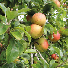 Apple fruit trees for sale  IPSWICH