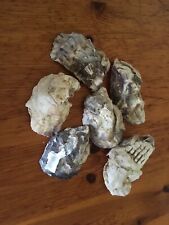 Six medium oyster for sale  SOUTH MOLTON