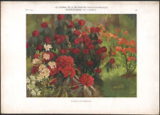 1910 lithographie rhododendron d'occasion  Besançon