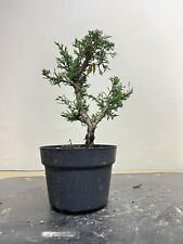 Prebonsai bonsai ginepro usato  Olgiate Olona