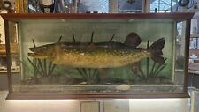 Taxidermy pike glass for sale  LYTHAM ST. ANNES