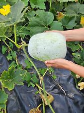 Ash gourd seeds for sale  HAYES