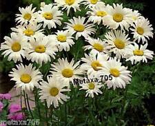 Graines marguerite leucanthemu d'occasion  La Coquille