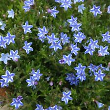 Lithodora blue star for sale  ORMSKIRK