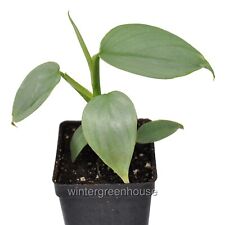 Philodendron hastatum silver for sale  Winter