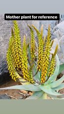 Aloe pseudorubroviolacia rare for sale  Carlsbad