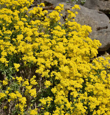 Felsen steinkraut alyssum gebraucht kaufen  Bad Zwischenahn