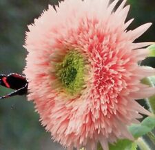 Sunflower teddybear pink for sale  PLYMOUTH