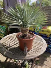 Yucca rostrata for sale  WORCESTER