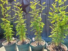Bald cypress pre for sale  Groves
