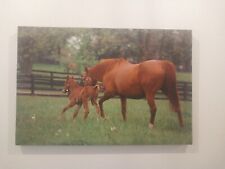 Horse canvas wall for sale  Lebanon