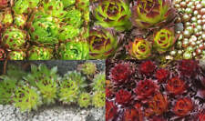 Sempervivum mix pflanzen gebraucht kaufen  Wüstenrot