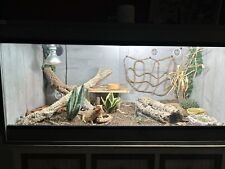 bearded dragon set up for sale  BRIDGWATER