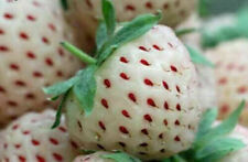 White pineberry fragola usato  Monreale