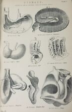 Antique print stomach for sale  Shipping to Ireland