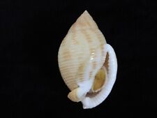 Sea shell Semicassis microstoma 72.7mm ID#7247 for sale  Shipping to South Africa
