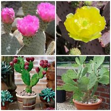 Prickly pear cactus for sale  GLOUCESTER