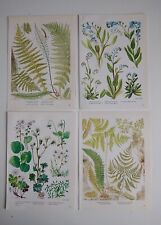 Botanical illustration art for sale  BIRKENHEAD