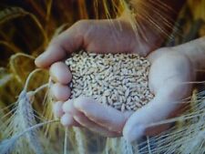 400 graines blé d'occasion  Saintes