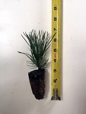 Mugo pine swiss for sale  Albany