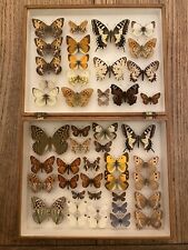 Box european butterflies for sale  SALISBURY