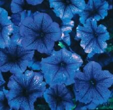 Petunia celebrity blue for sale  Shipping to Ireland