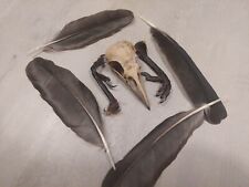 Crow skull feet for sale  WALSALL