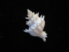 Latiaxis (Babelomurex) armatus 30 mm fantastic spines clean! PRIVATE COLLECTION for sale  Shipping to South Africa