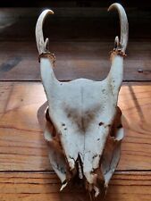 Muntjac skull horns for sale  MILTON KEYNES