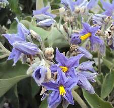 Solanum mauritianum usato  Napoli