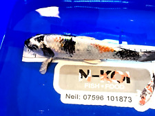 Koi carp sumi for sale  CREWE