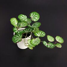 Ikea Fejka Artificial Potted Plant Green with Pot Indoor/Outdoor 4.5" Height  for sale  Shipping to South Africa