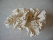 Ancien corail blanc d'occasion  La Glacerie