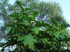 Solanum chrysotrichum 10.000 usato  Trappeto