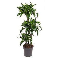 Pianta dracaena fr.comp. usato  Terlizzi