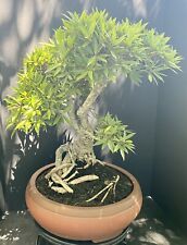 Willow leaf ficus for sale  Miami