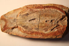 Paracemiomutus poisson fossile d'occasion  Saint-Just-de-Claix