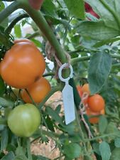 Tomato obelele combined for sale  LEICESTER