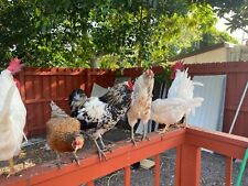 Chicken hatching eggs for sale  Lake Worth