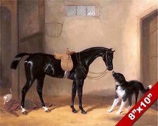 Black hunter horse for sale  South Jordan